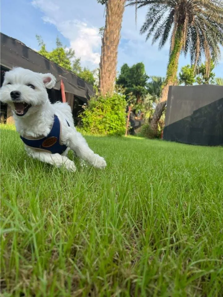 毛毛兄弟會寵物美容