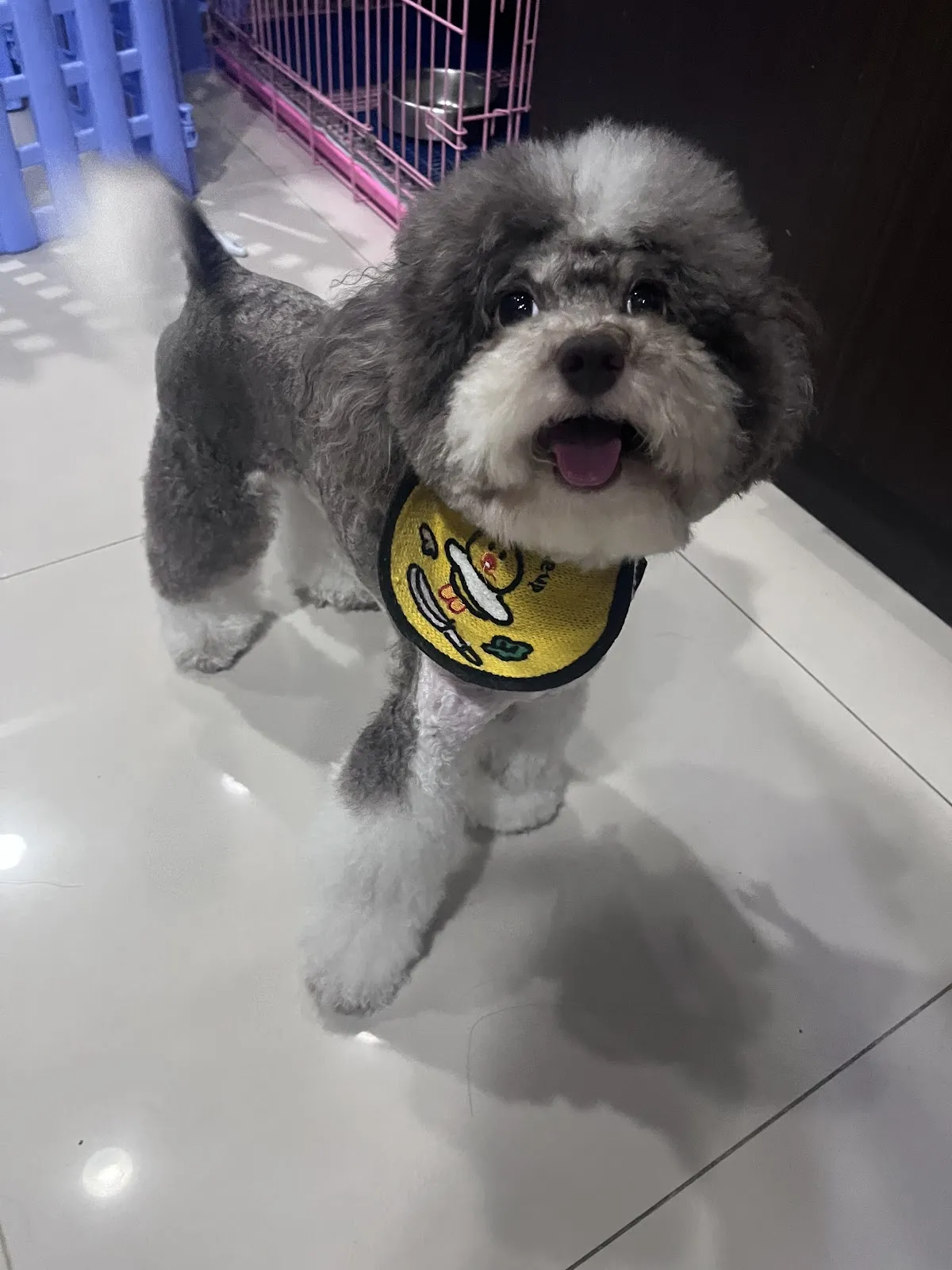 毛毛兄弟會寵物美容