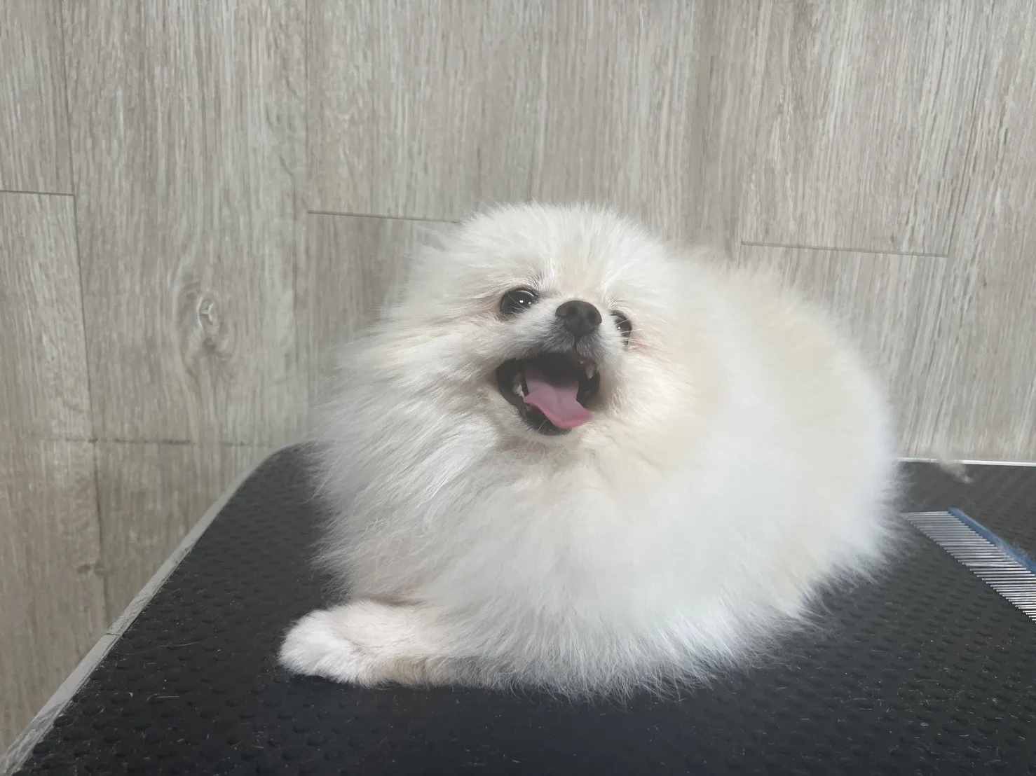 毛毛兄弟會寵物美容