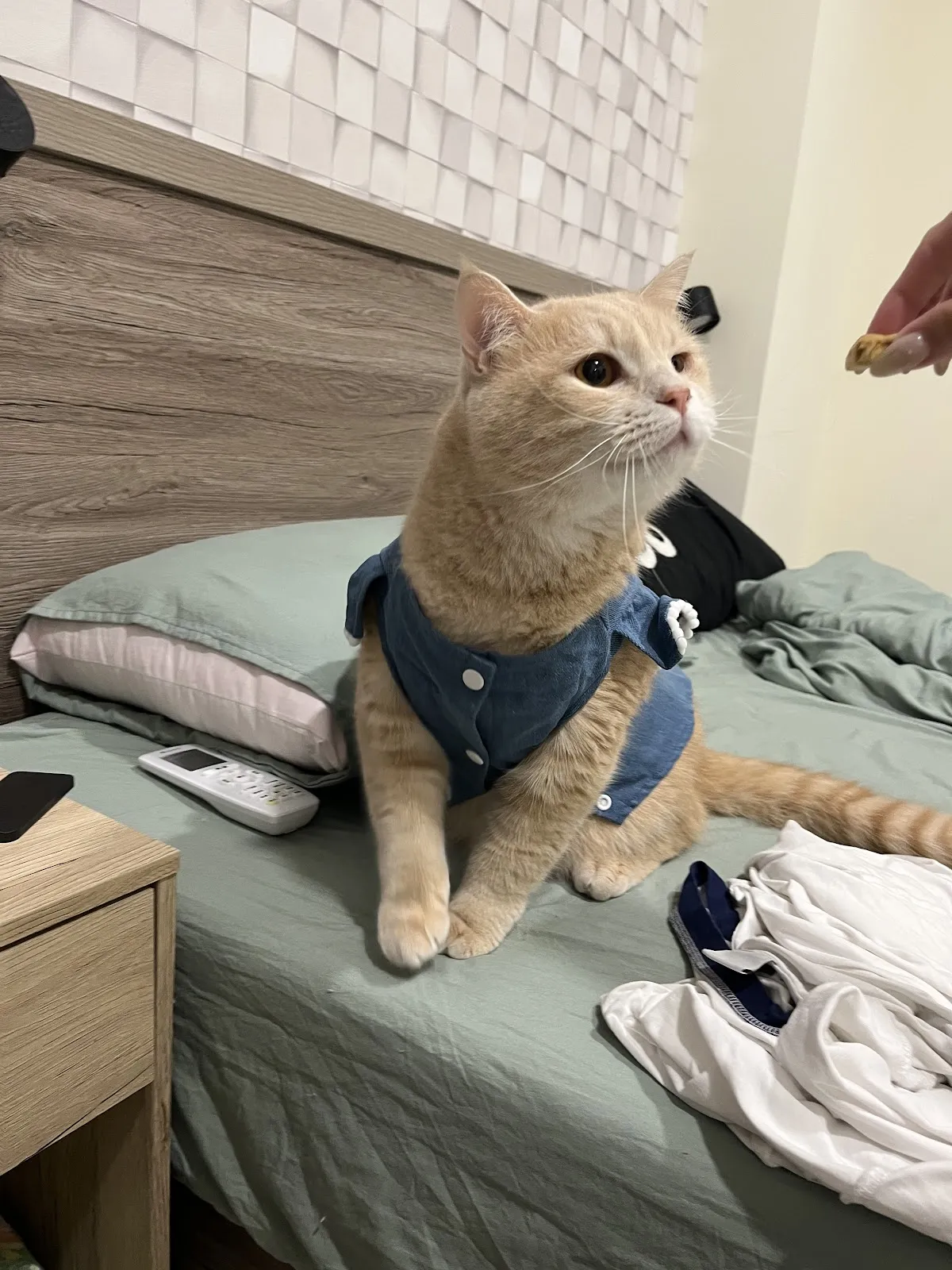 毛毛兄弟會寵物美容