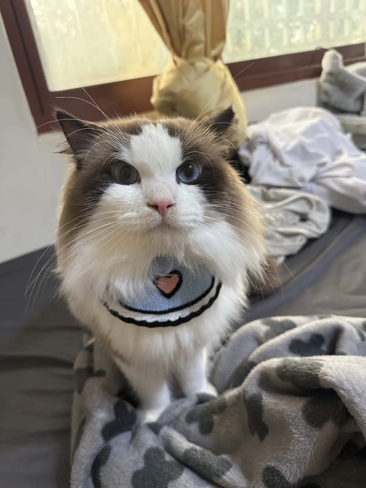 毛毛兄弟會寵物美容