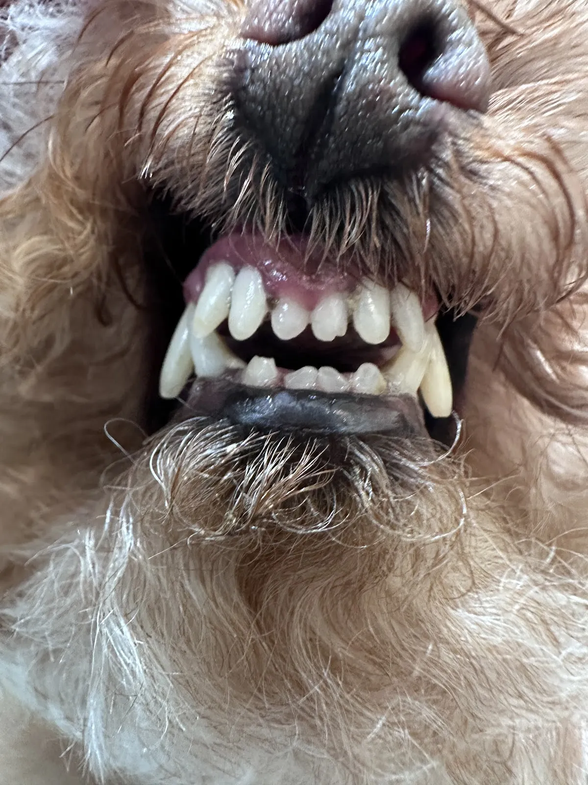 毛毛兄弟會寵物美容