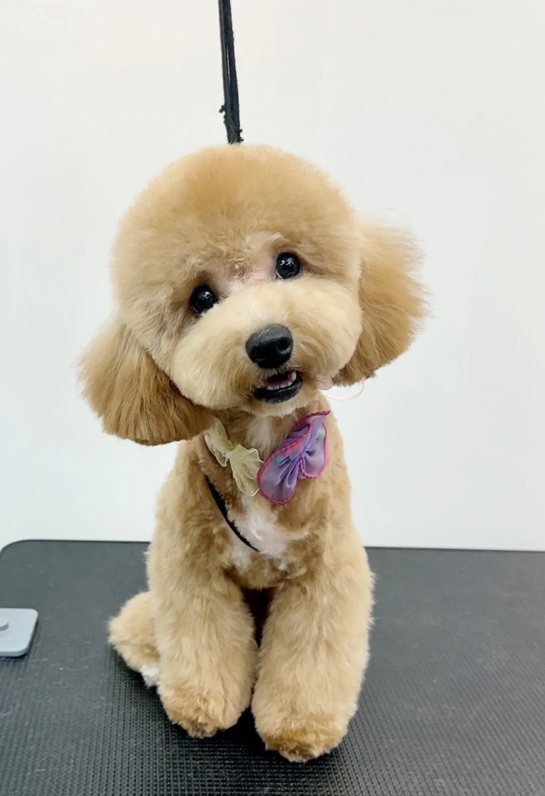 瑞奇馬汀寵物店