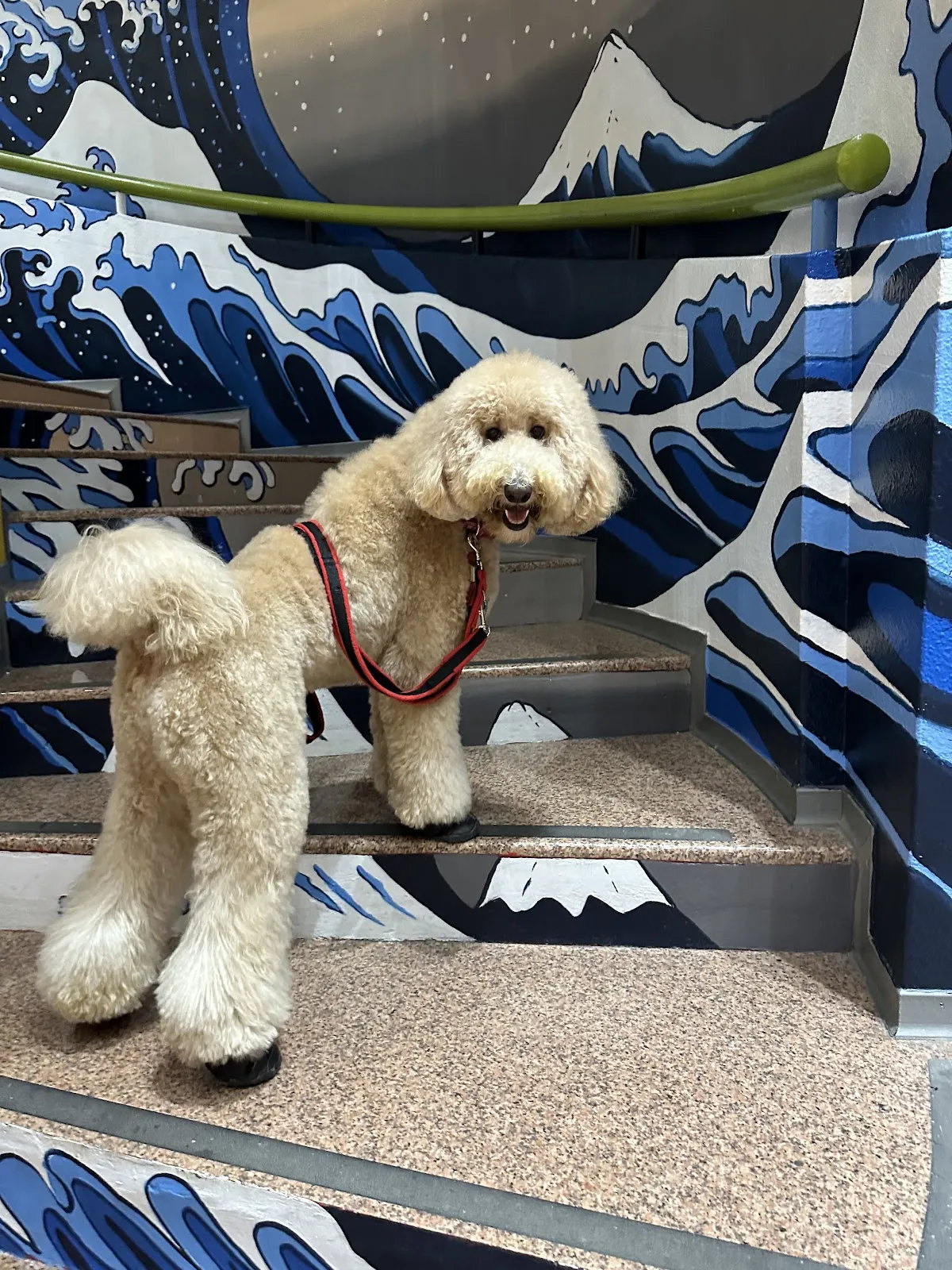 開懷小蔣寵物屋