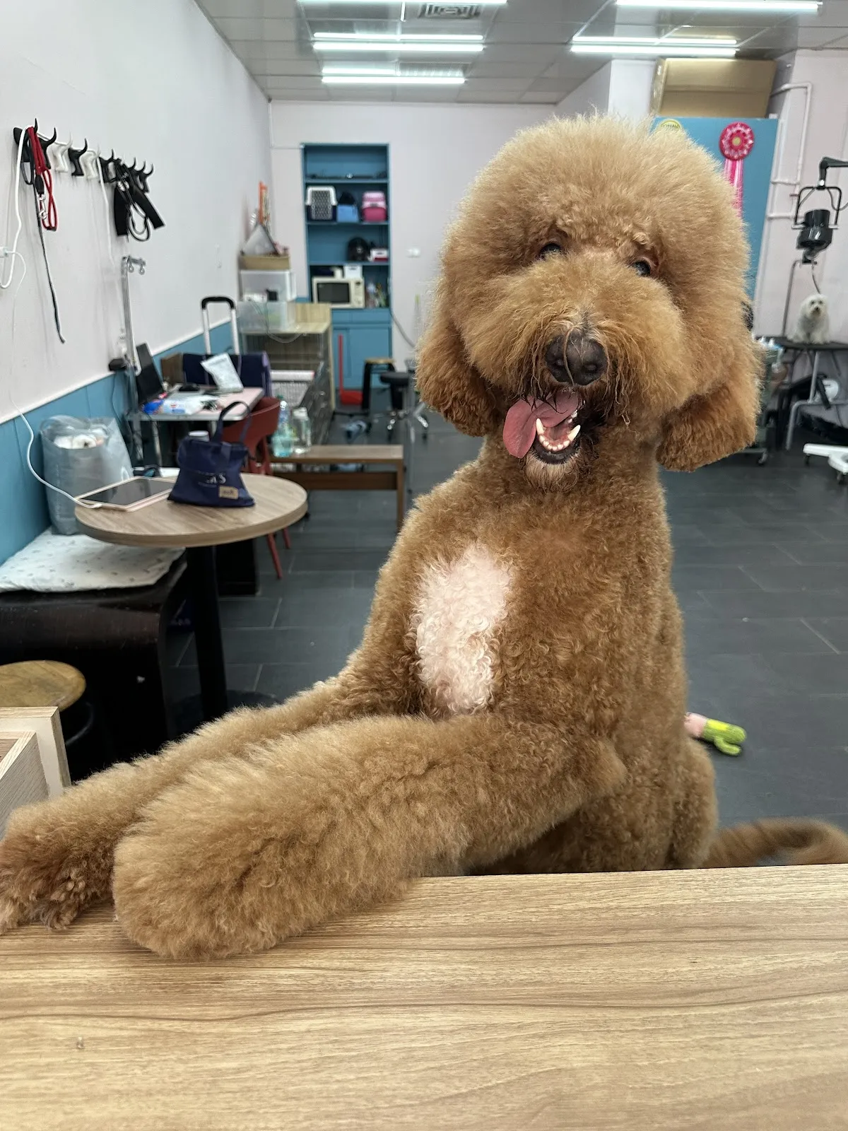 開懷小蔣寵物屋