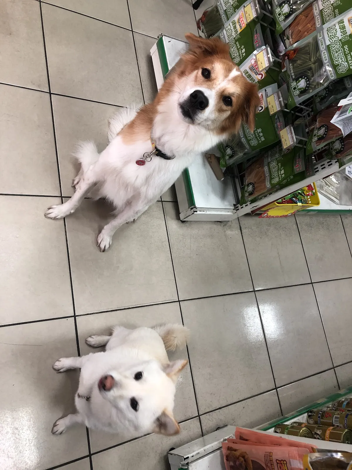 開懷小蔣寵物屋