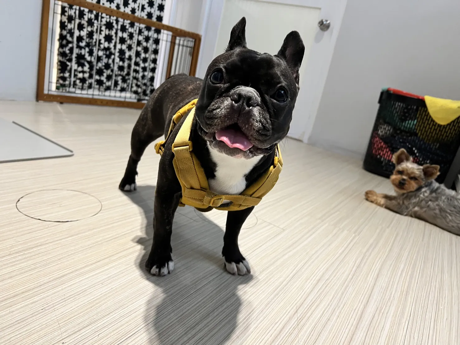 搖尾巴寵物美容館