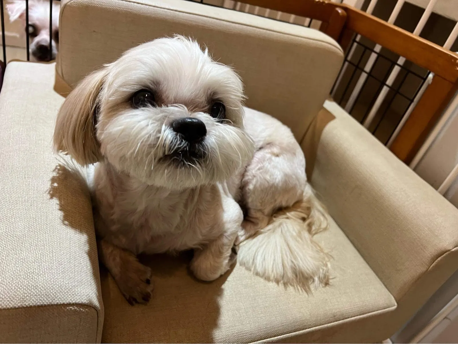 搖尾巴寵物美容館