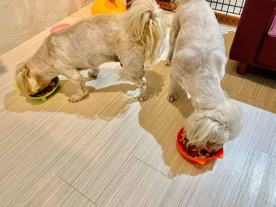 搖尾巴寵物美容館