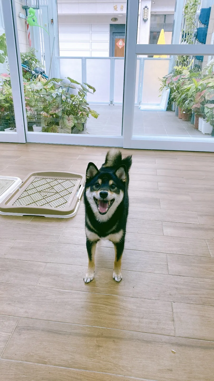 羊咩咩寵物生活館