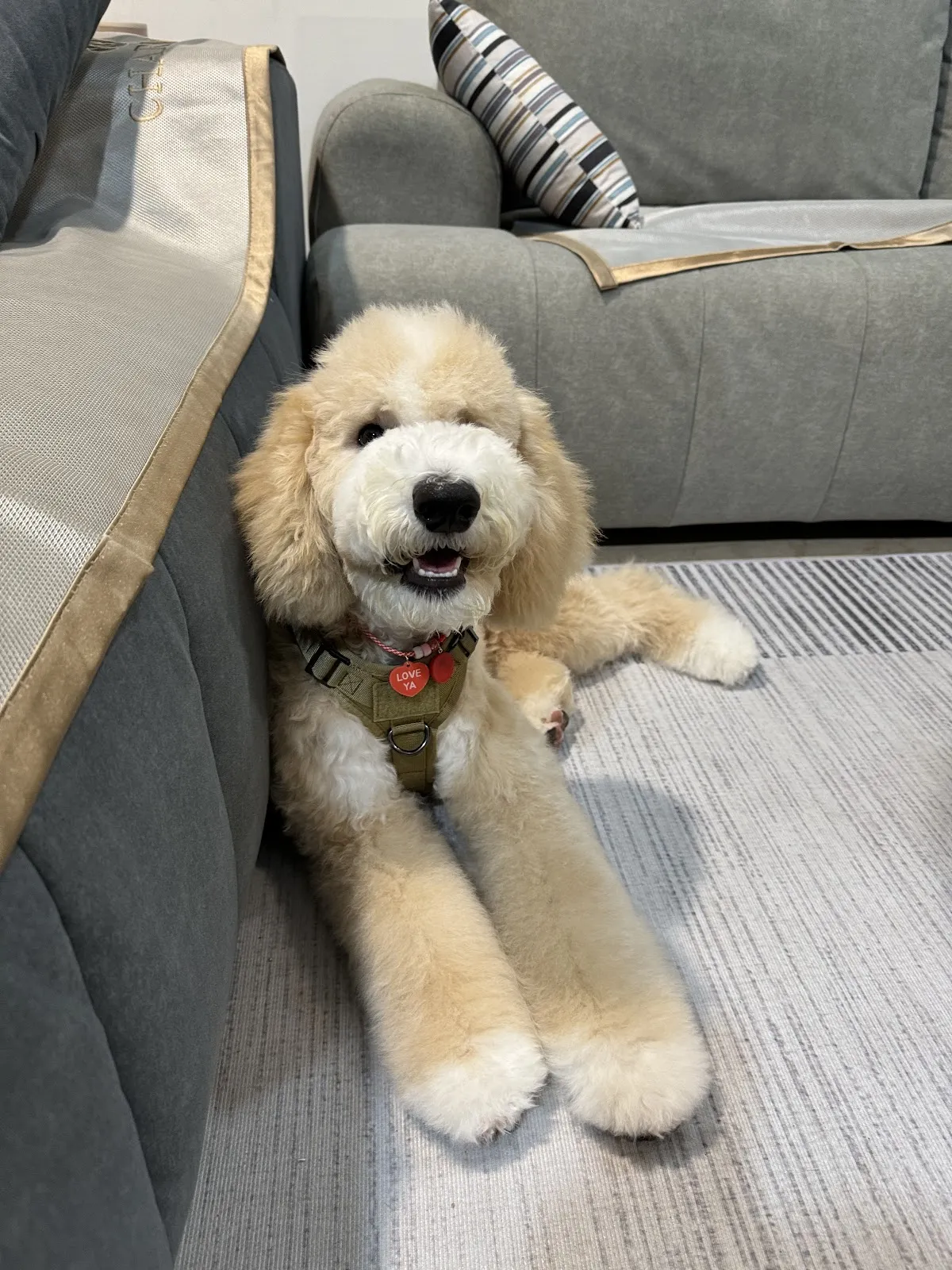 米琪專業寵物美容