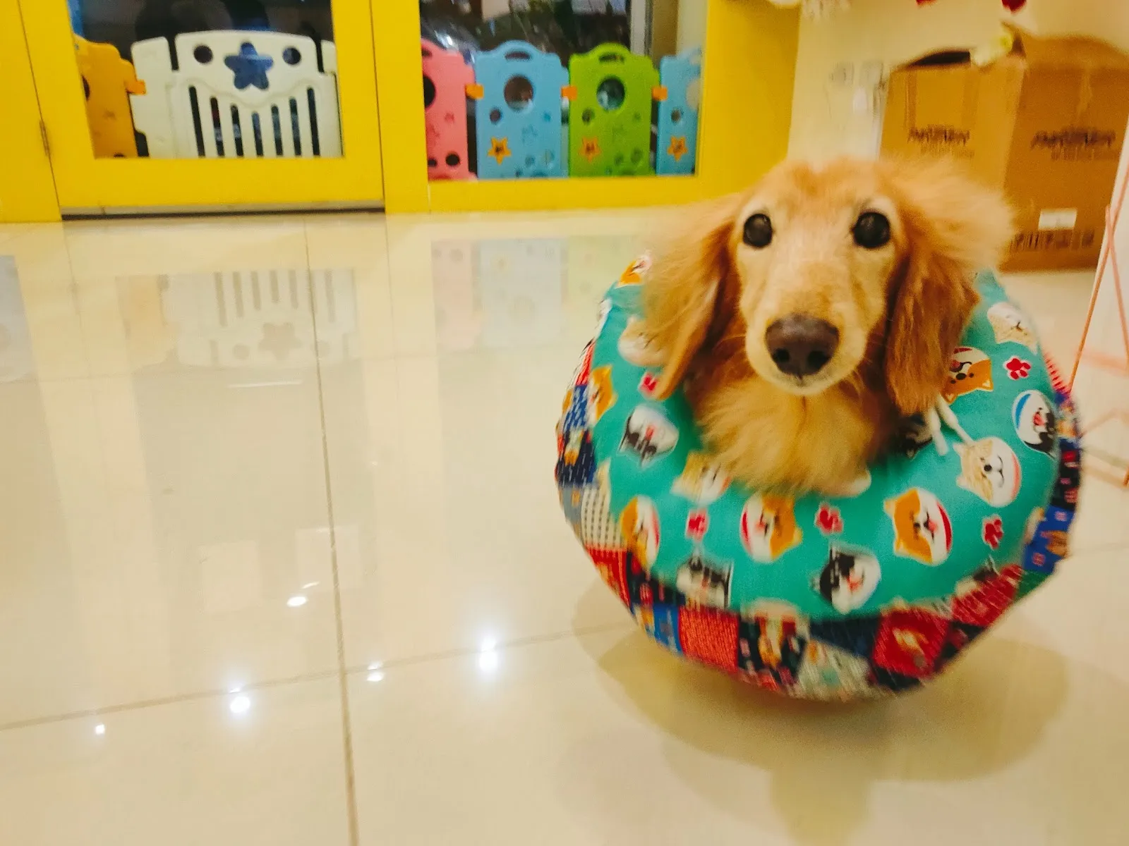 肉掌星球寵物生活館