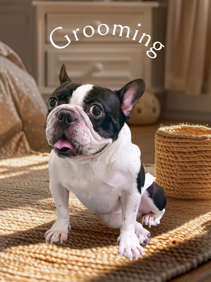 肉掌星球寵物生活館