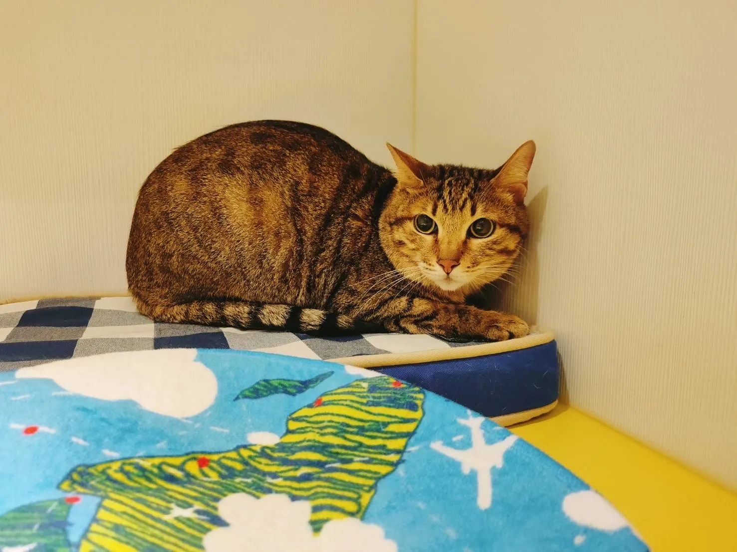 肉掌星球寵物生活館