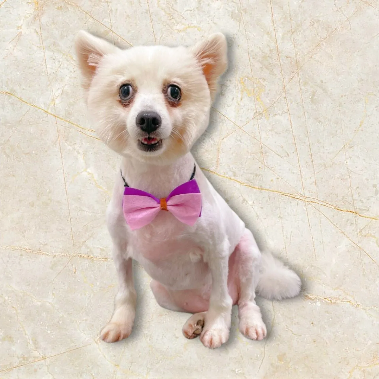 肉掌星球寵物生活館