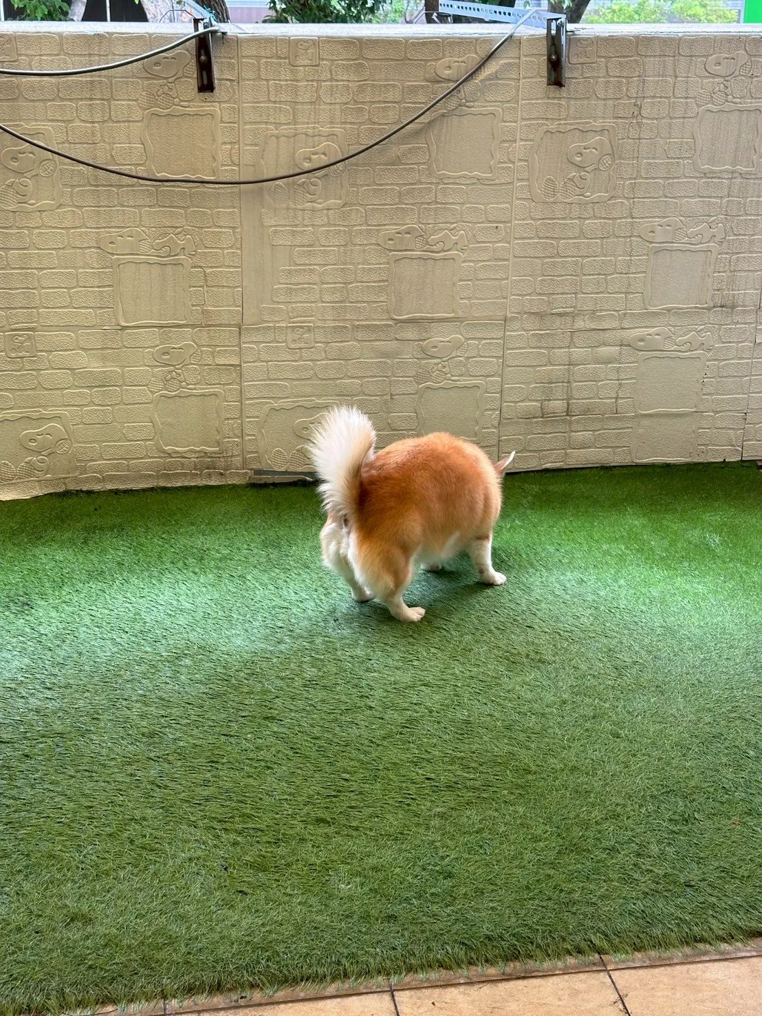 肉掌星球寵物生活館