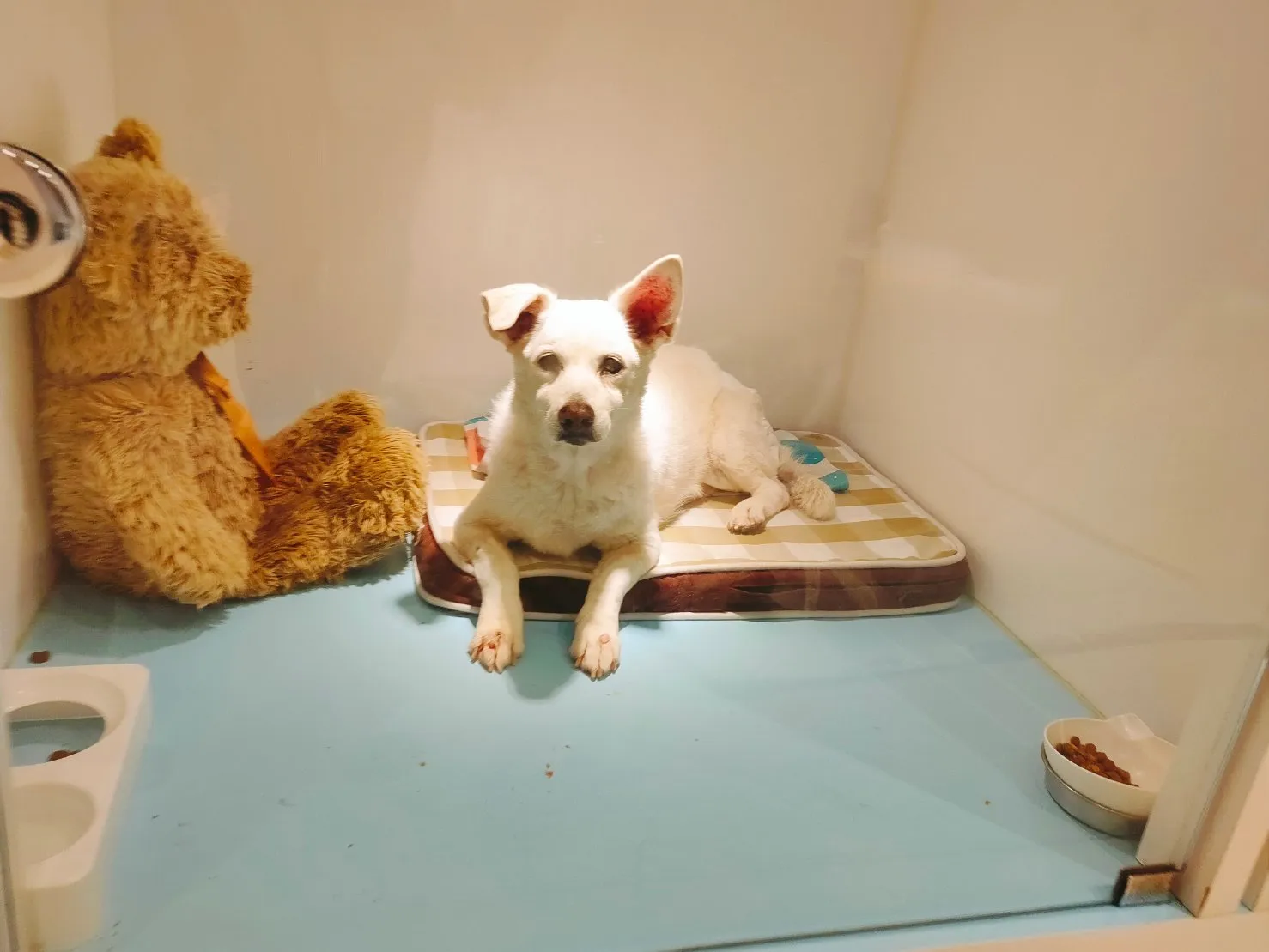 肉掌星球寵物生活館