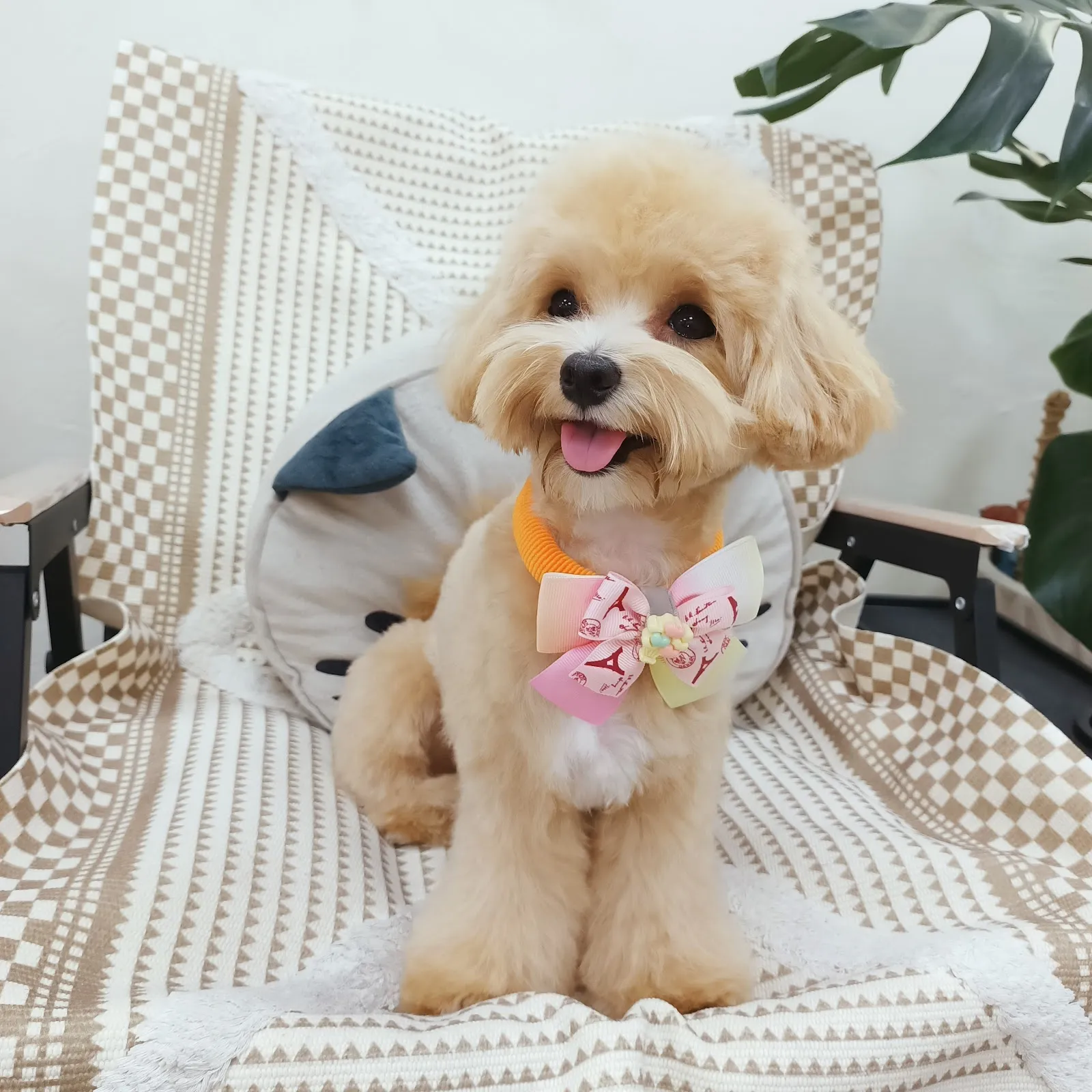 奈斯澎澎寵物沙龍