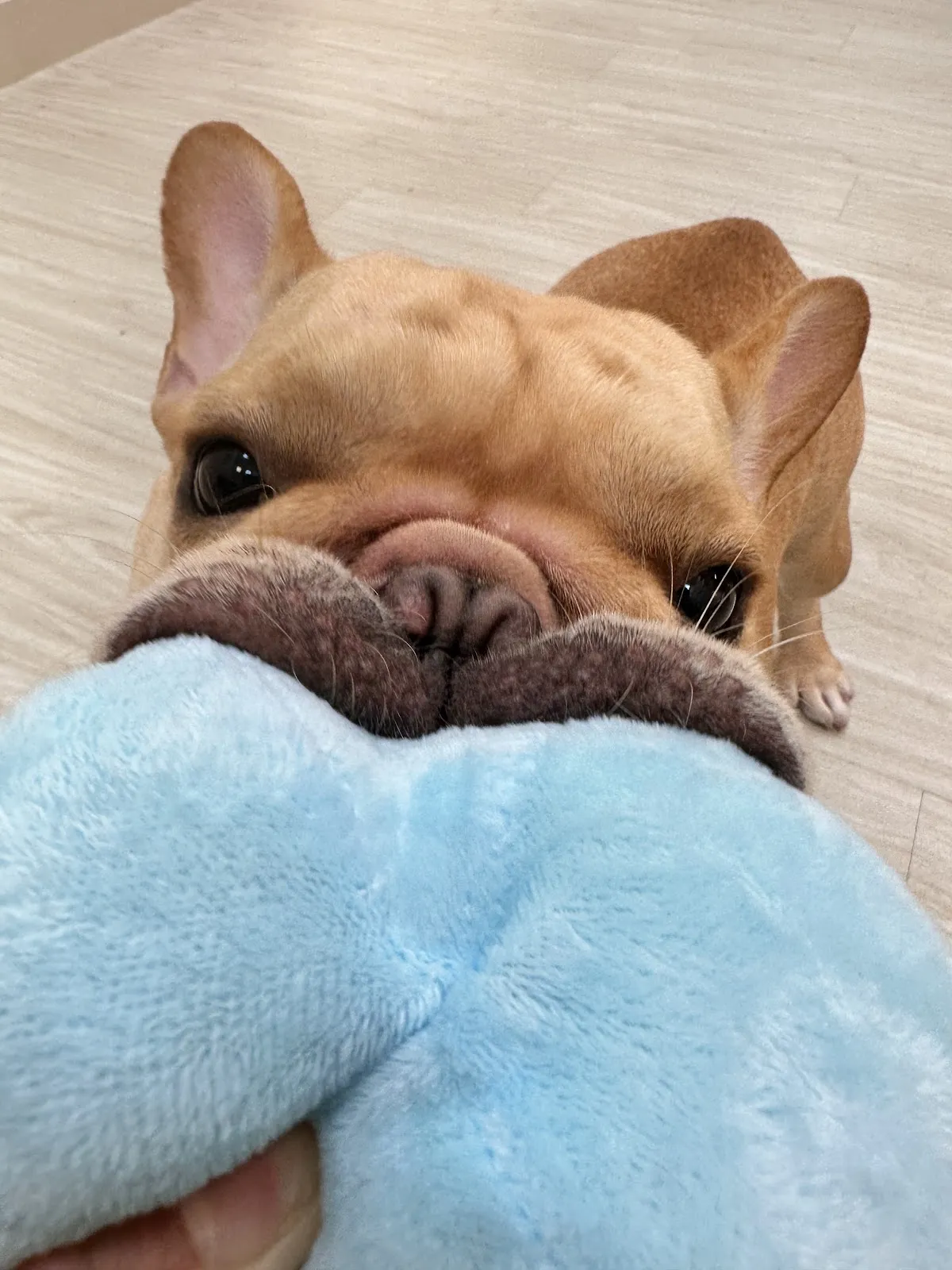 奈斯澎澎寵物沙龍