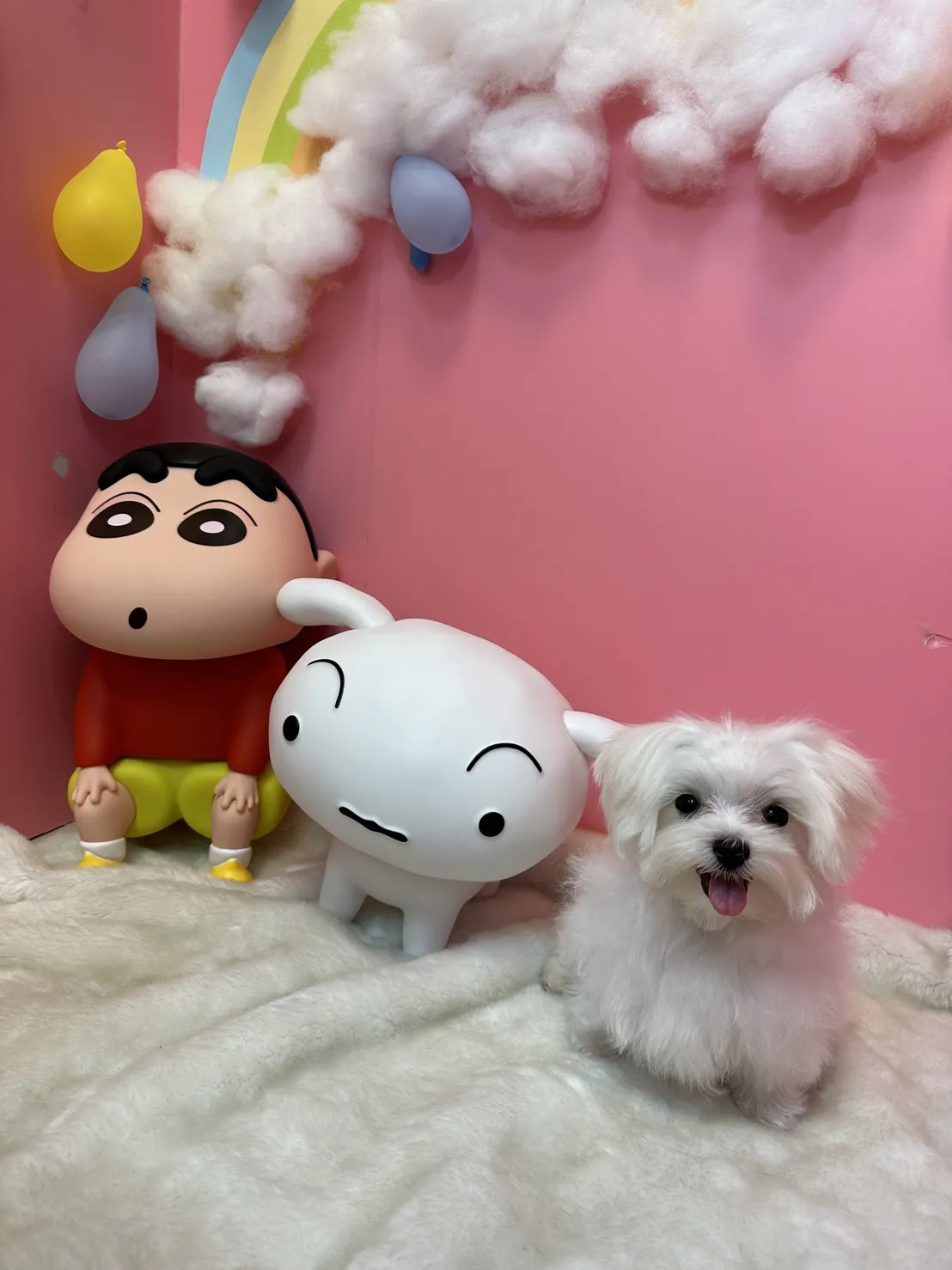 奈斯澎澎寵物沙龍