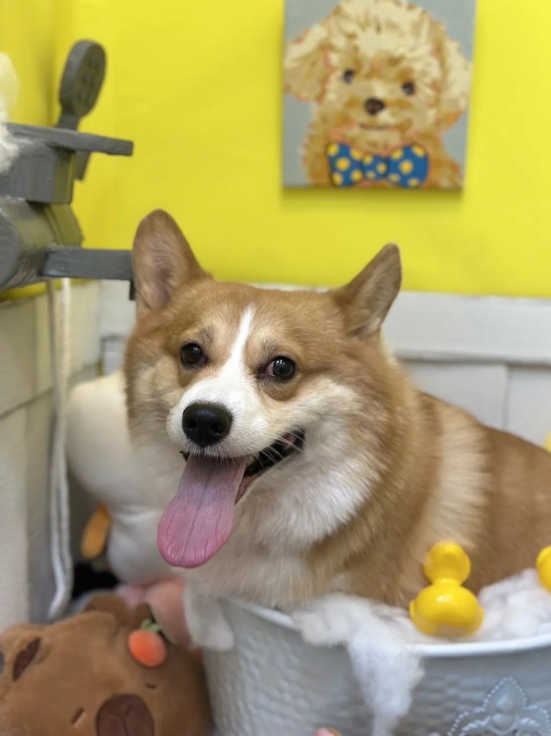 奈斯澎澎寵物沙龍