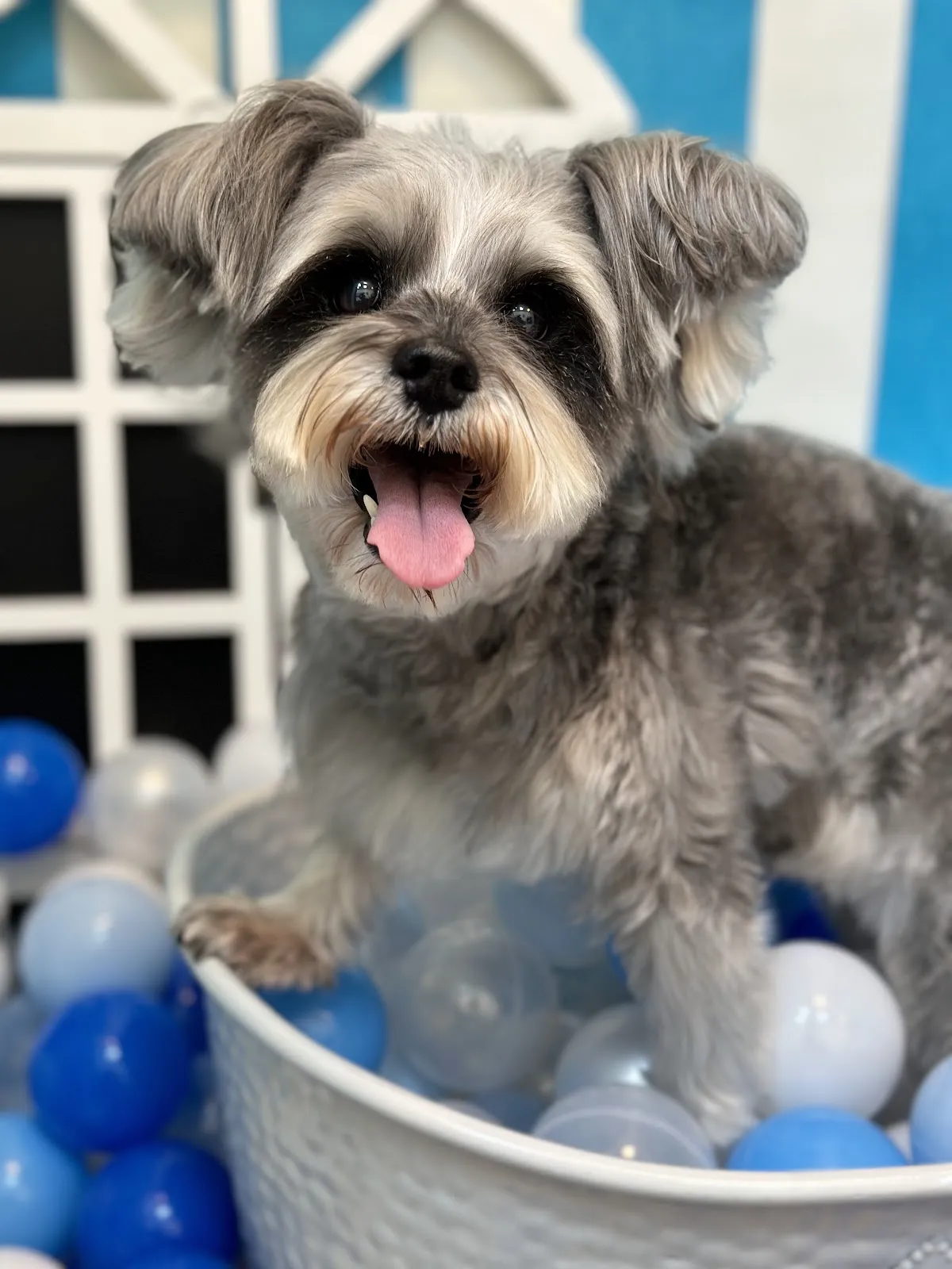 奈斯澎澎寵物沙龍