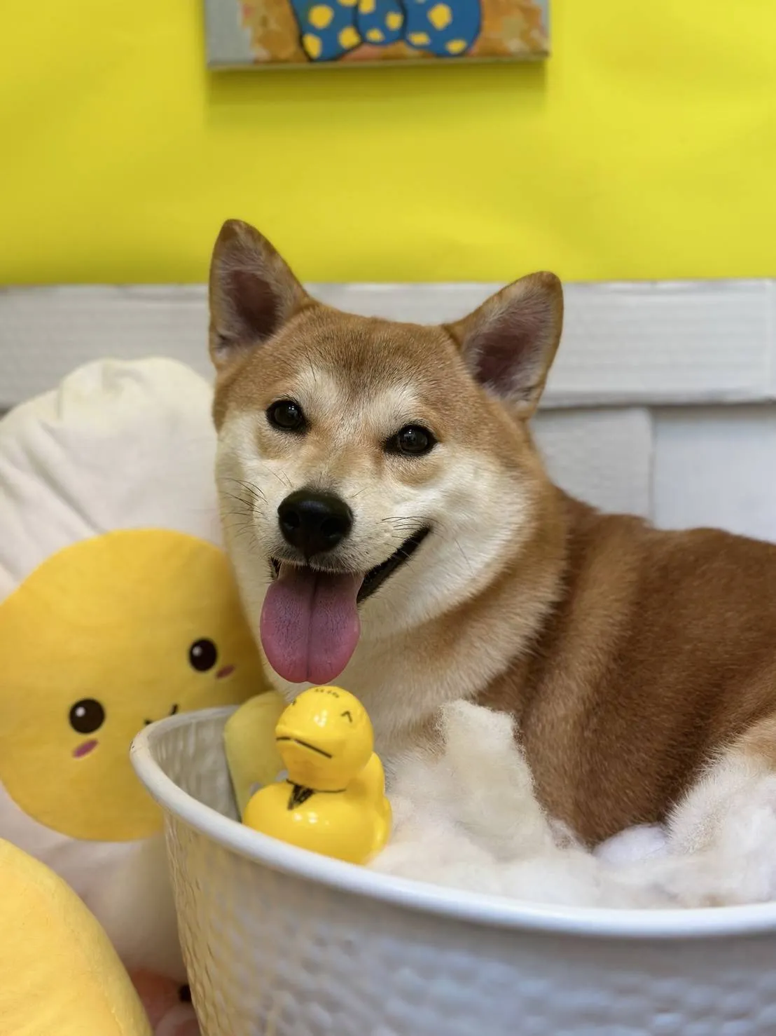 奈斯澎澎寵物沙龍