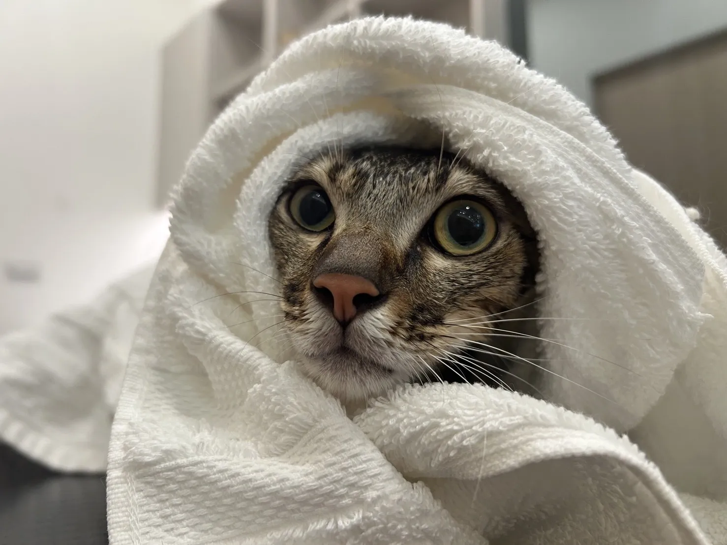 森蕊寵物有限公司