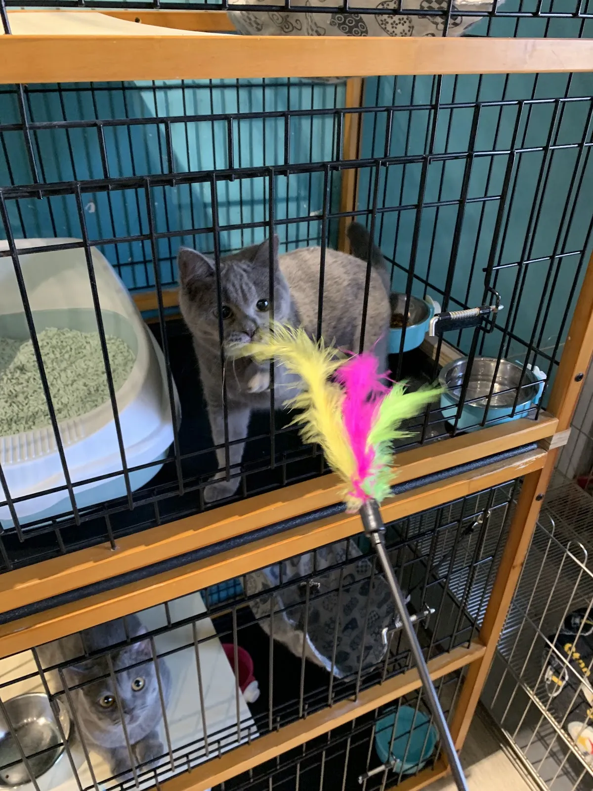 逗逗喵寵物工作室