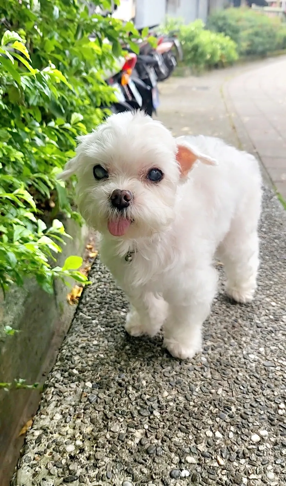 雅雅愛犬專業用品店