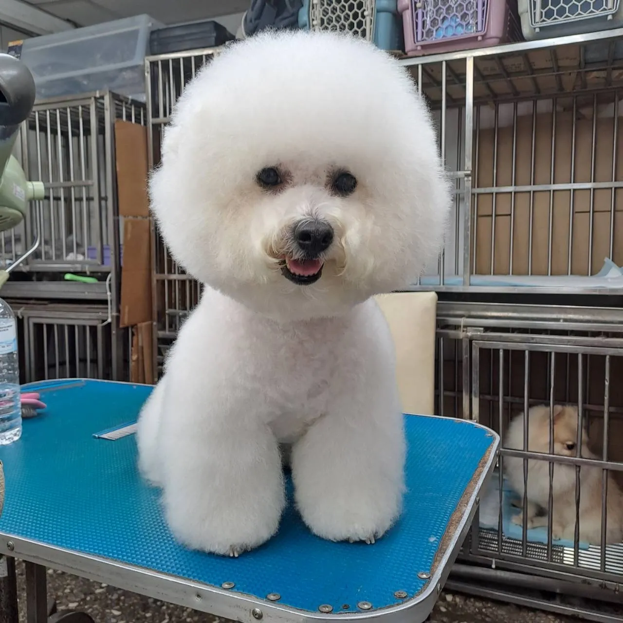 雅雅愛犬專業用品店