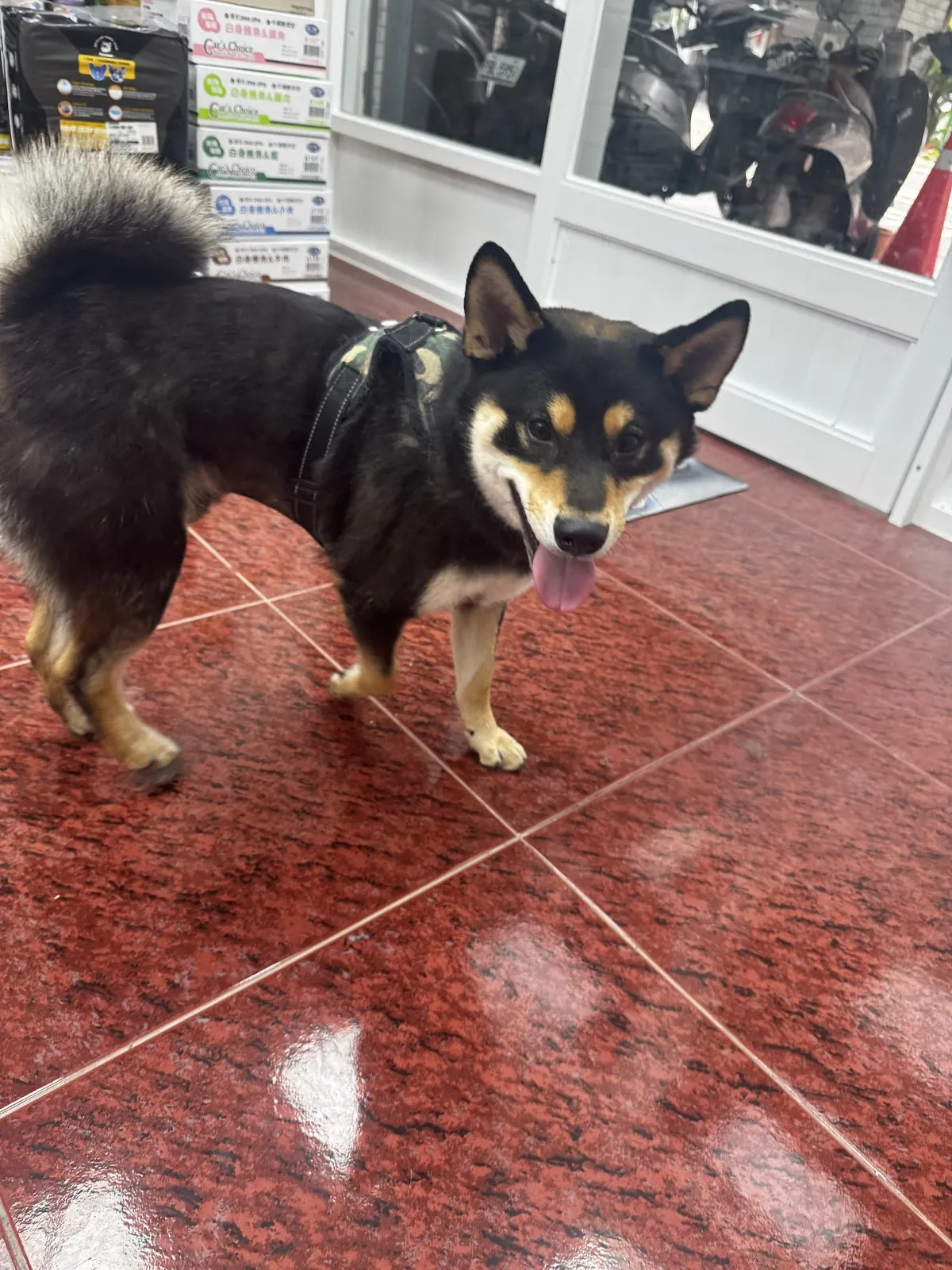 雅雅愛犬專業用品店