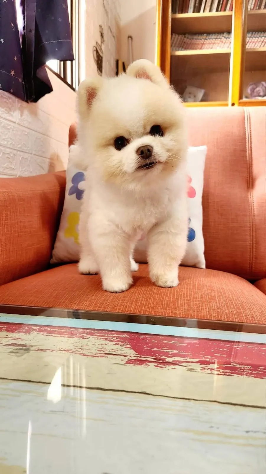 雅雅愛犬專業用品店