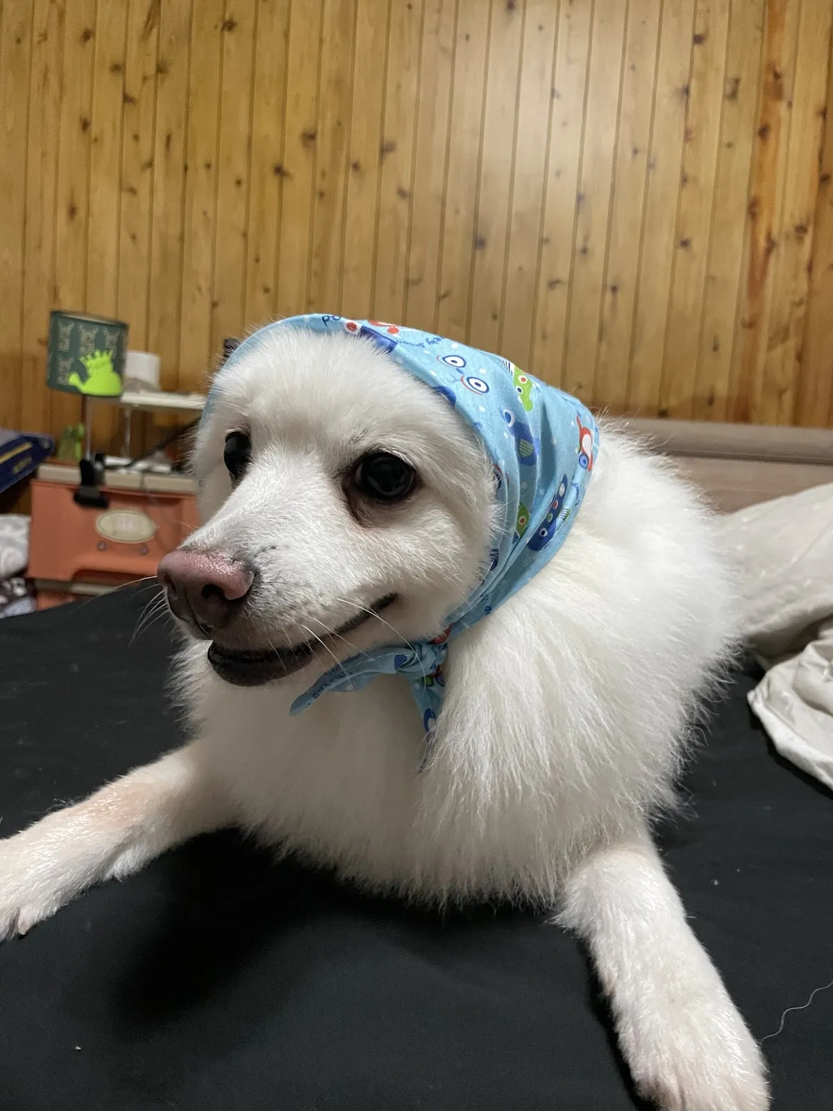 宜吉寵物用品店