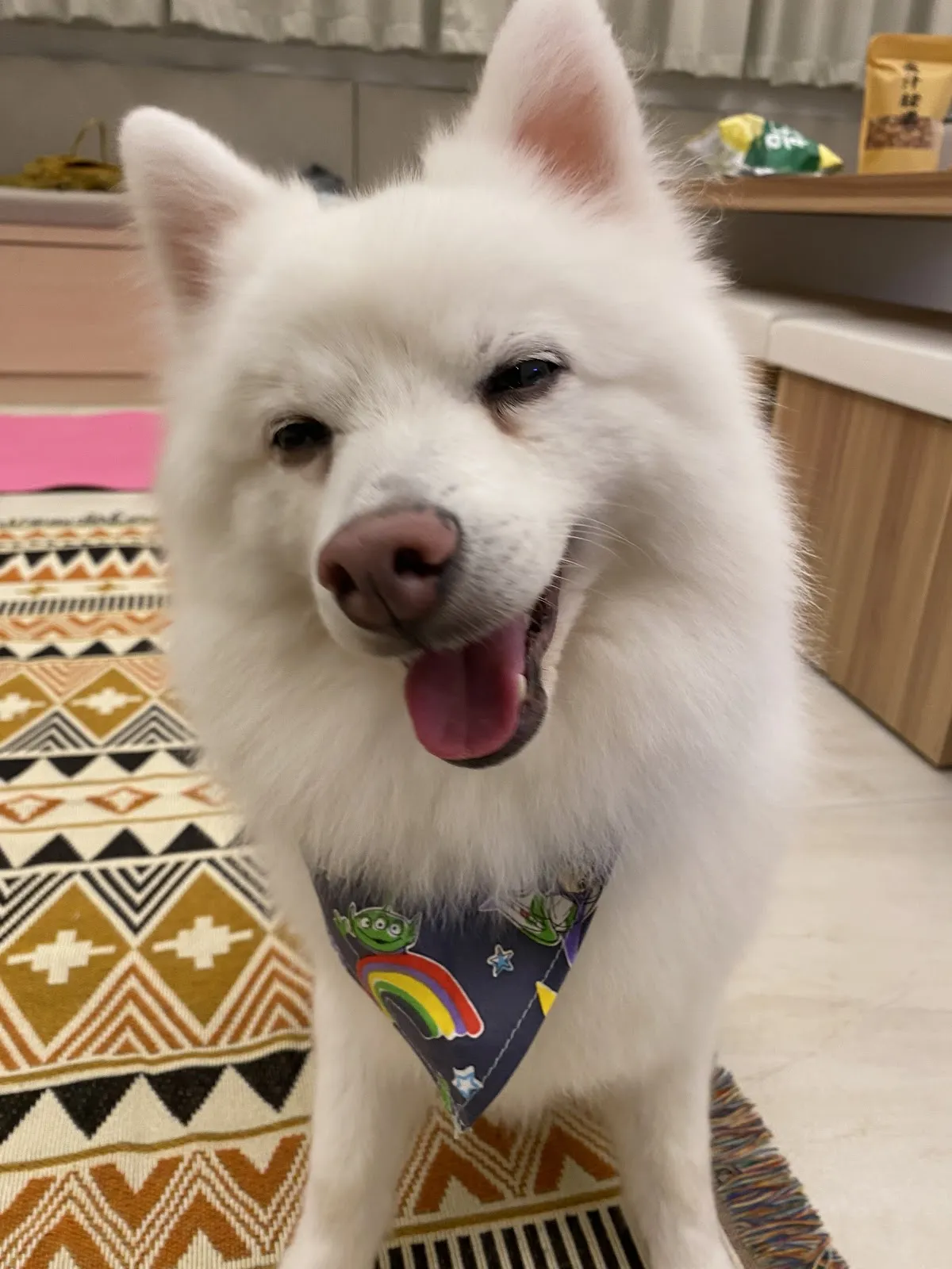 宜吉寵物用品店