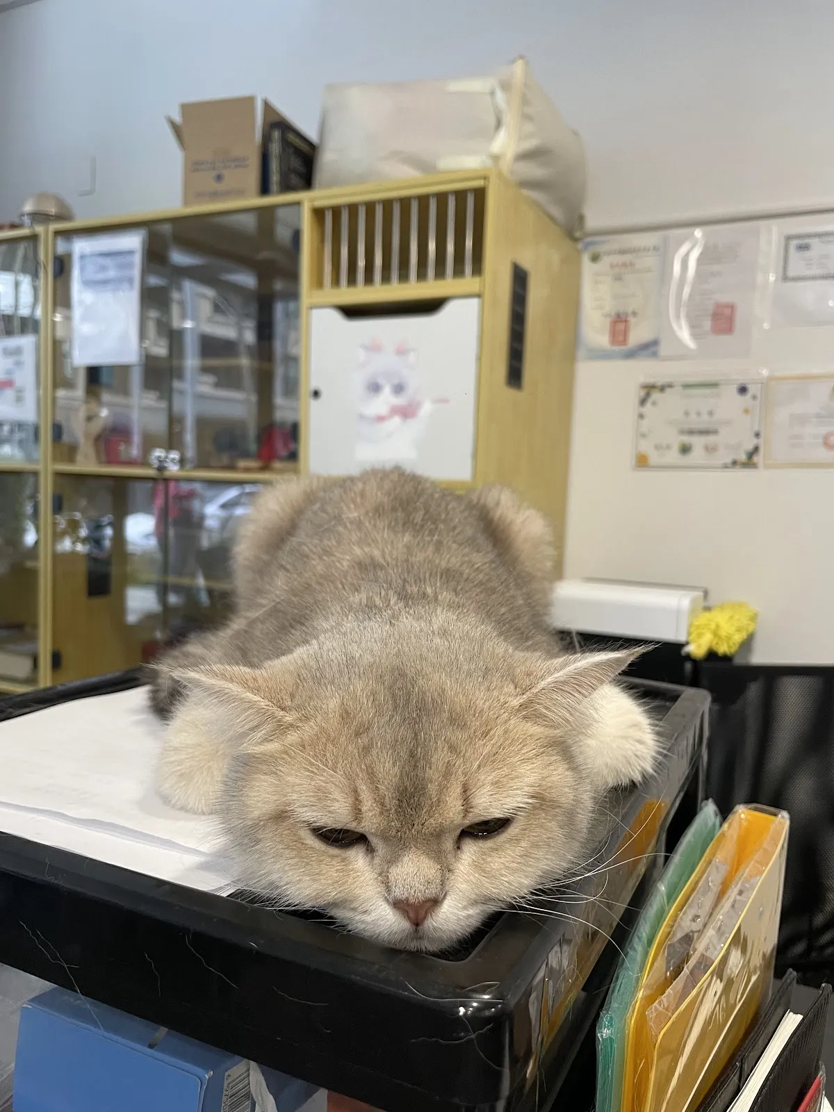 鑼西亞喵窩英短專賣店