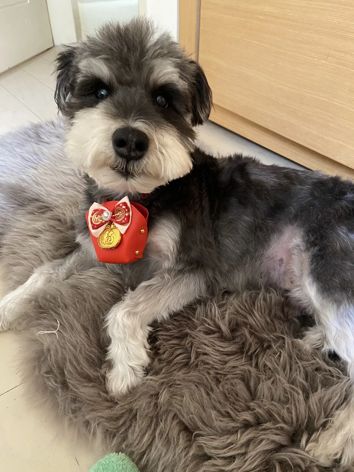 狗時尚寵物沙龍會館