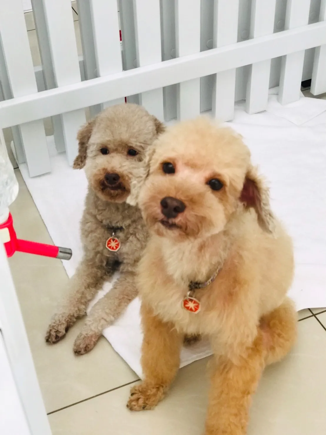 狗時尚寵物沙龍會館