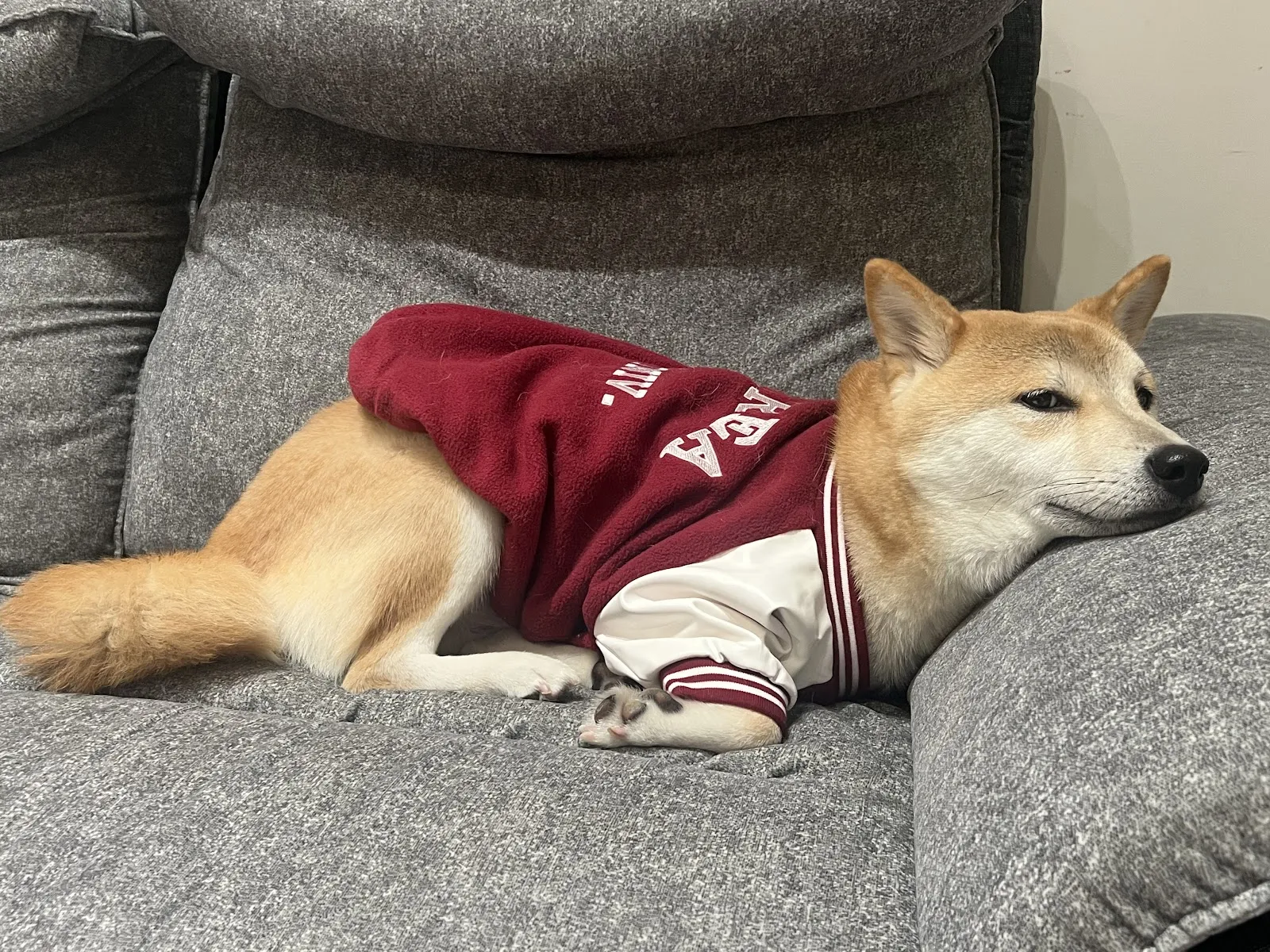 荷雅寵物美容沙龍