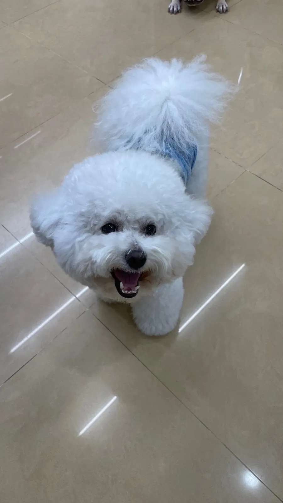 安心肉墊寵物澡堂