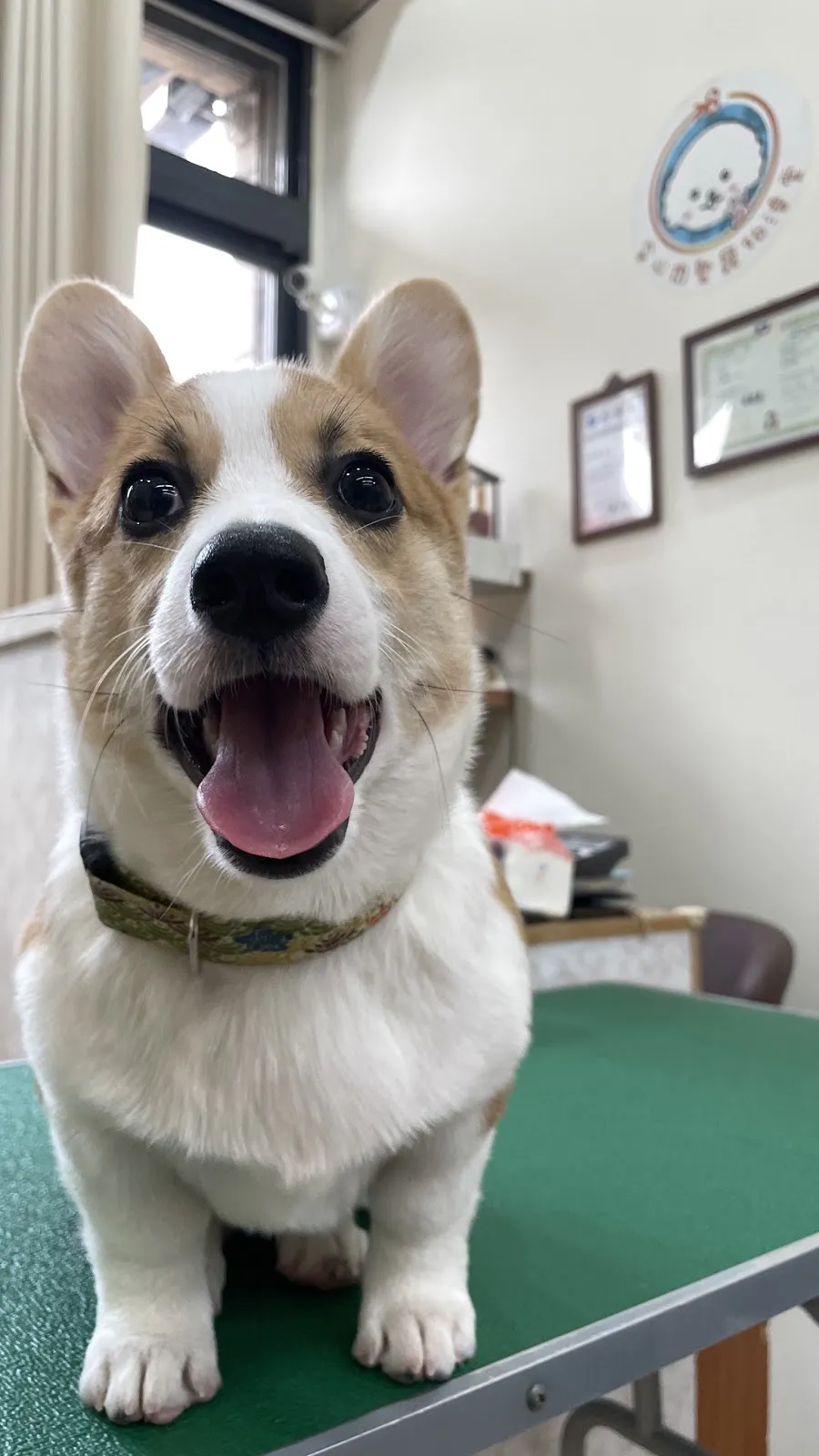 安心肉墊寵物澡堂