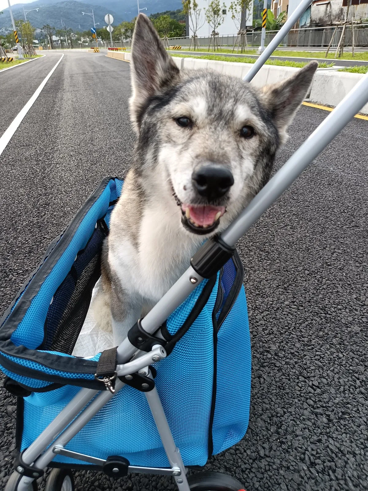 寵腳印寵物旅館