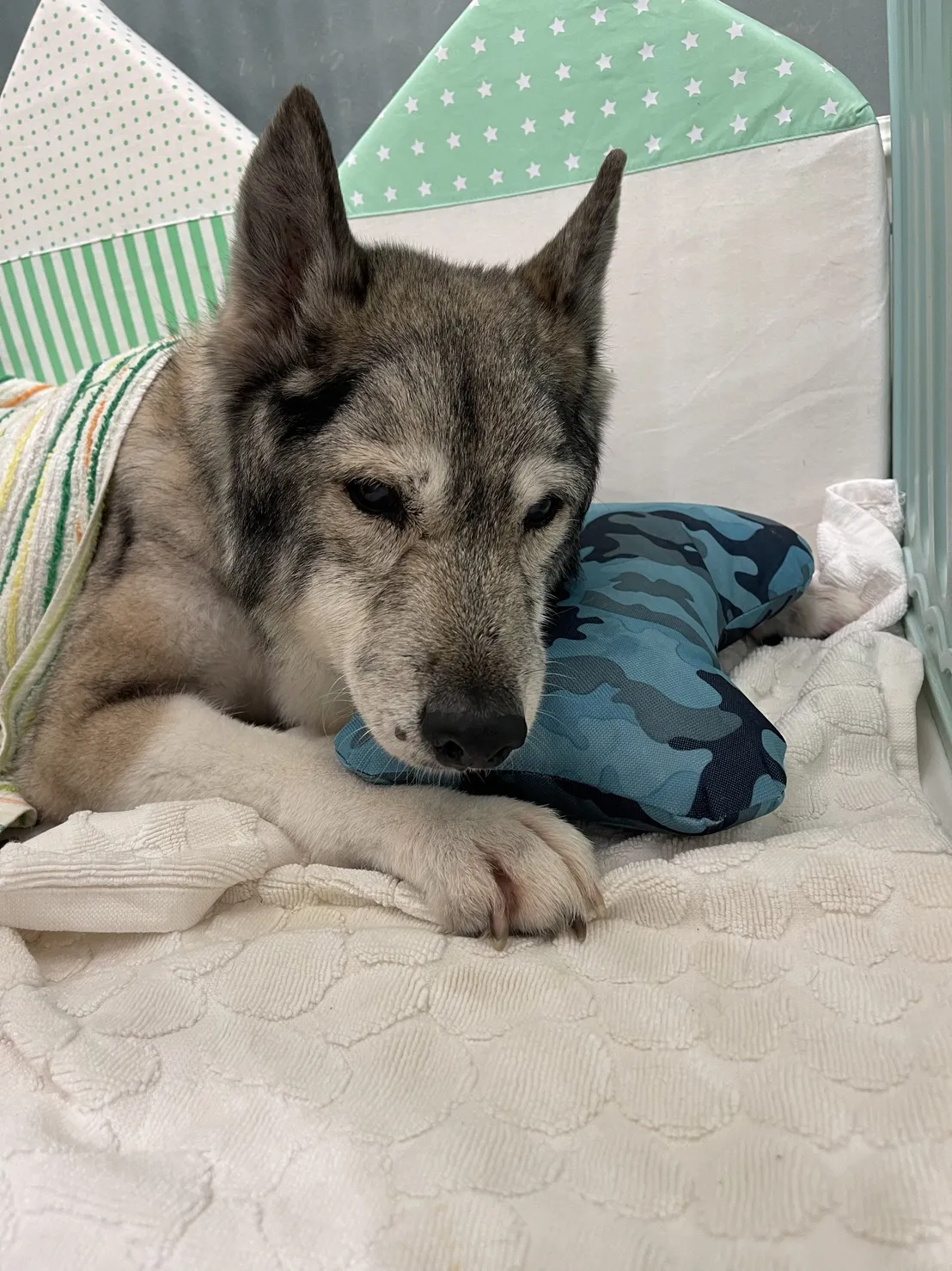 寵腳印寵物旅館