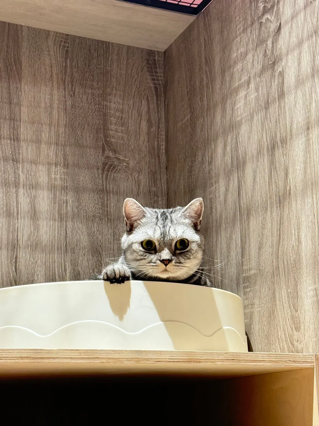 小花貓寵物生活館