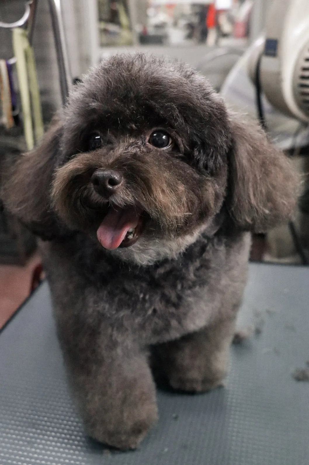 祺福愛犬美容屋