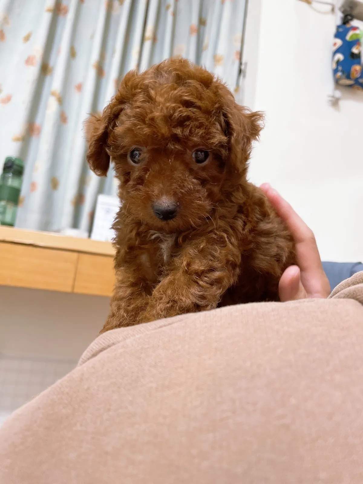 啟絢寵物樂活館