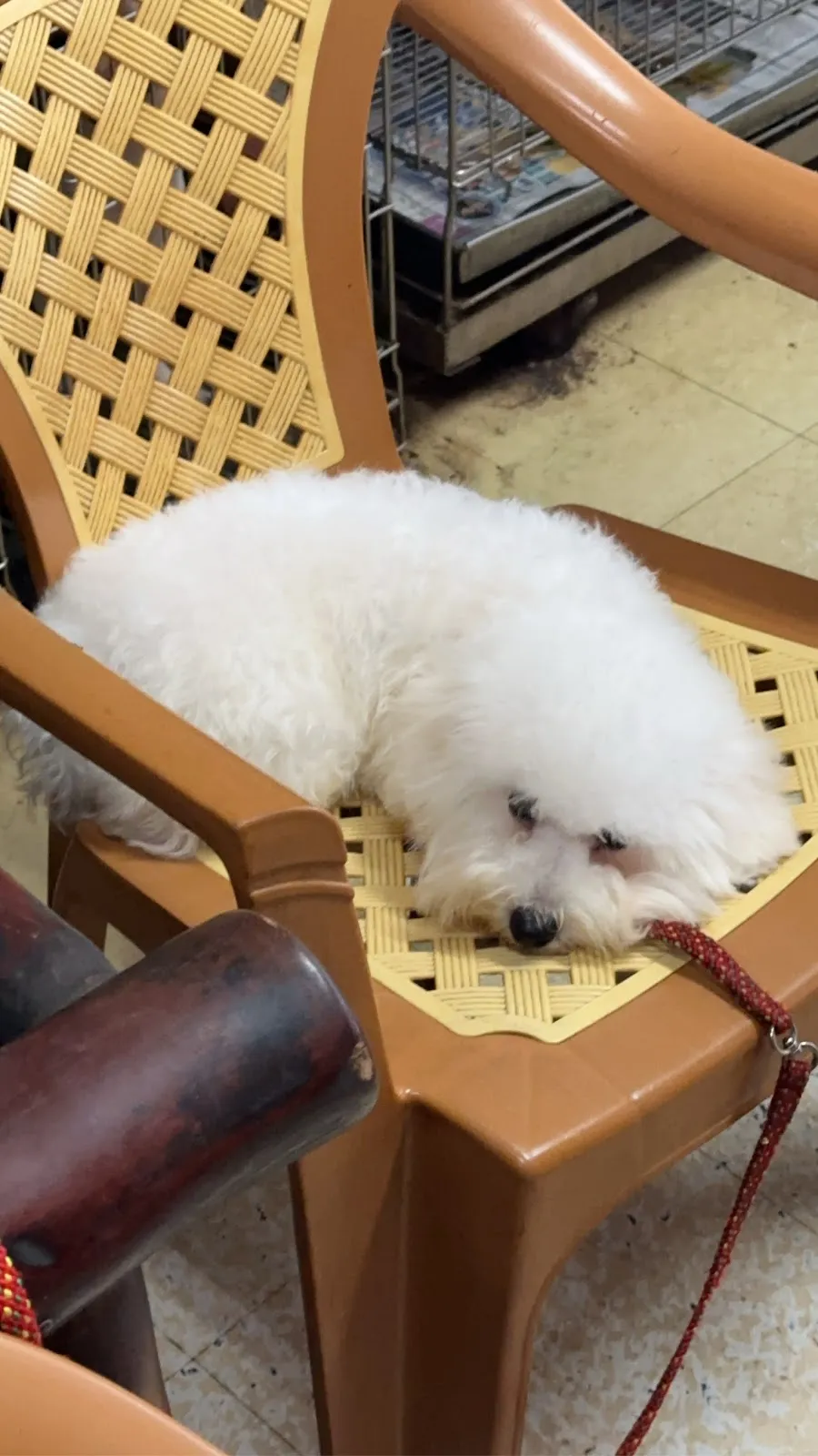 啟絢寵物樂活館