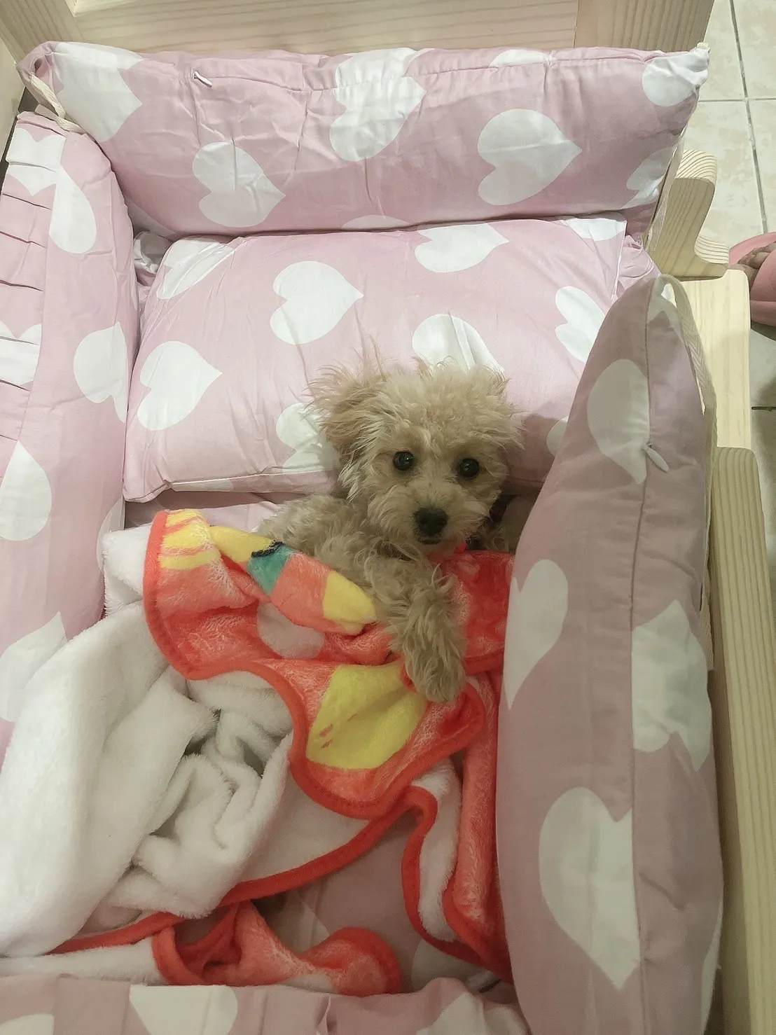 啟絢寵物樂活館