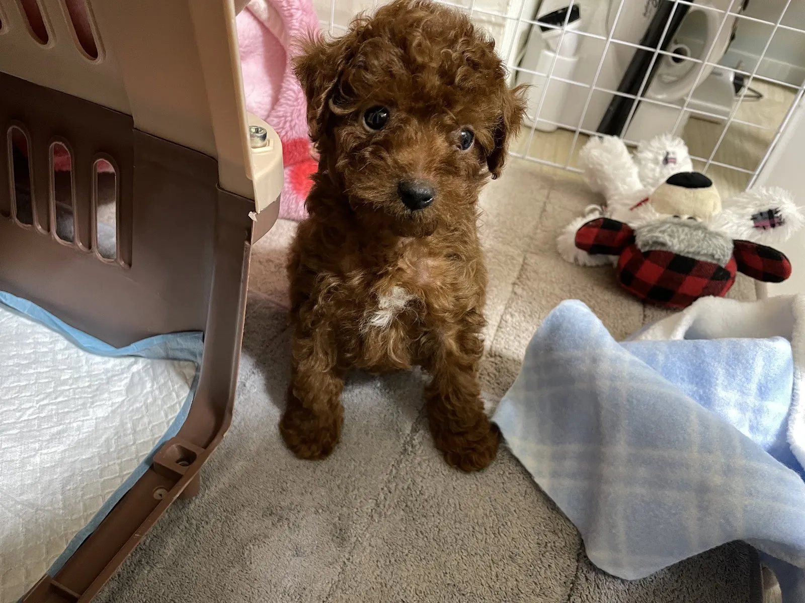 啟絢寵物樂活館