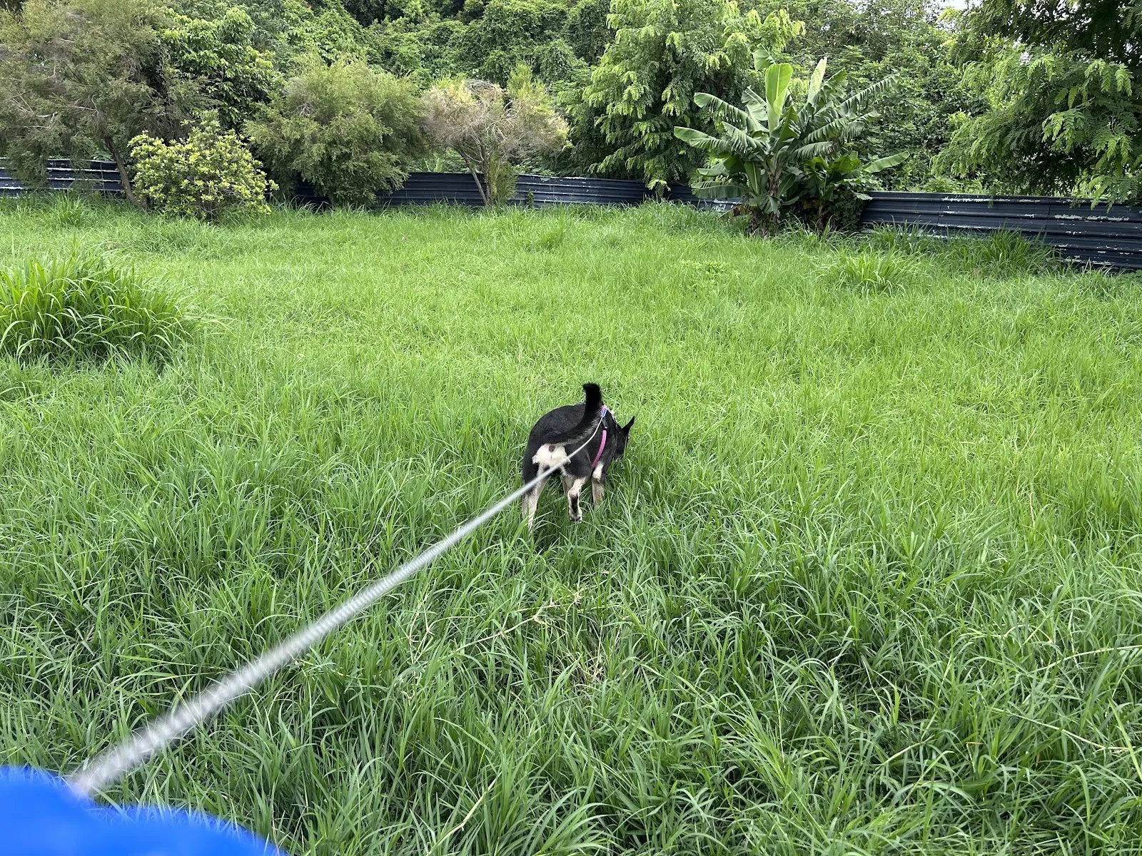 吉霸寵物美容沙龍